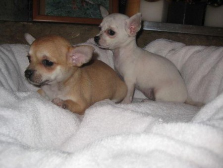 Cachorritos raza Chiguagua.