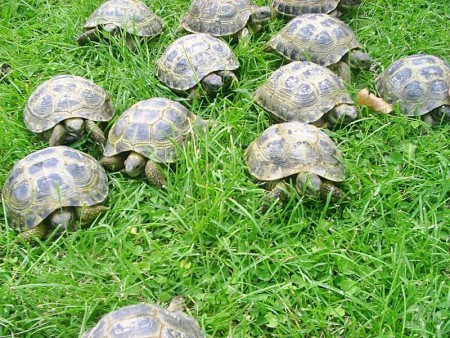Tortugas de tierra.