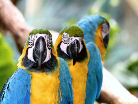 Loros